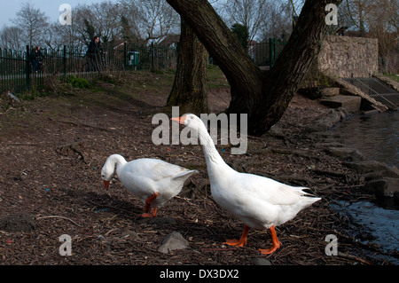 Oche bianche presso la riserva naturale di Hillfield Park, Monkspath, Solihull, West Midlands, Inghilterra, Regno Unito Foto Stock