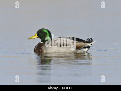 Germano reale Anas platyrhynchos - maschio Foto Stock