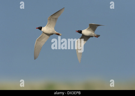 Gabbiano mediterraneo - Larus melanocephalus Foto Stock