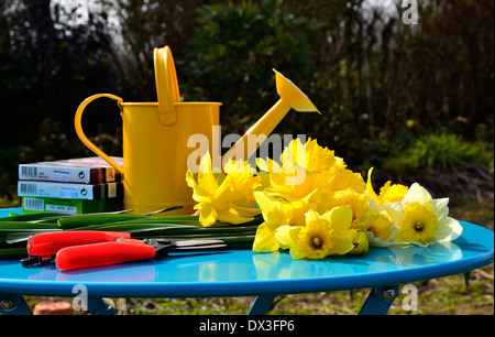 Golden Yellow Daffodils su un tavolo da giardino, l'innaffiamento può, nel mese di marzo (Potager de Suzanne, Mayenne, Francia). Foto Stock