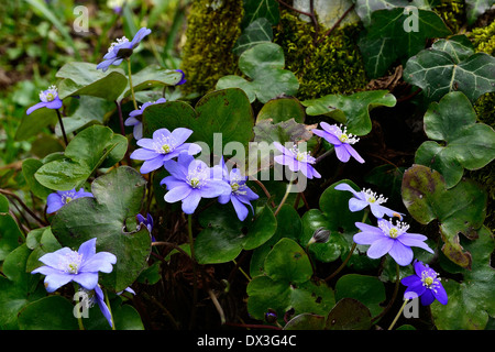 Liverwort (Hepatica nobilis), Ranunculaceae, fioritura in aprile, in un giardino/ Foto Stock