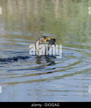 Double-crested cormorano (Phalacrocorax carbo) con pesce gatto Foto Stock