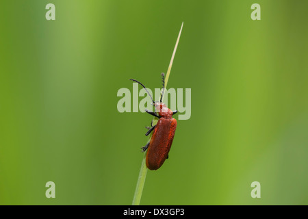 Comune soldato rosso beetle (Rhagonycha fulva) salendo reed. Bel contrasto tra il suo corpo rosso e verde sullo sfondo. Foto Stock