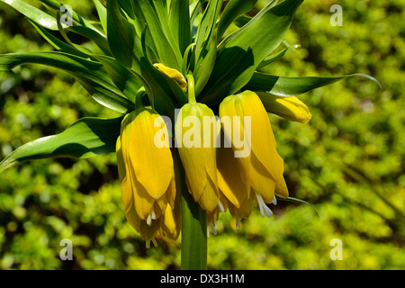 Fritillary imperiale di bulbi di fiori (Fritillaria imperialis) in fiore in aprile (Pays de la Loire, Francia). Foto Stock