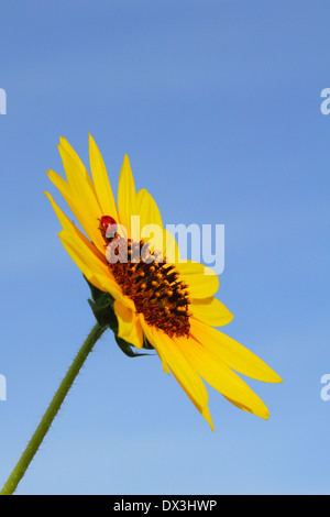 Una coccinella/Coccinella beetle a riposo su petali gialli di girasole messicano con un cielo blu chiaro. Foto Stock