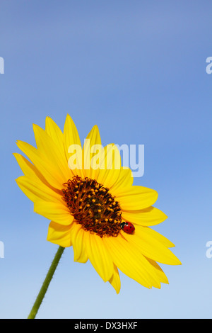 Una coccinella/Coccinella beetle a riposo su petali gialli di girasole messicano con un cielo blu chiaro. Foto Stock