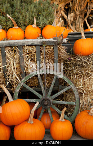 Autunno zucche e balle di fieno intorno al display del carro Foto Stock