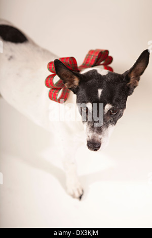 Bianco e nero cane con Natale collare di prua su sfondo bianco, ad alto angolo di visione, ritratto Foto Stock