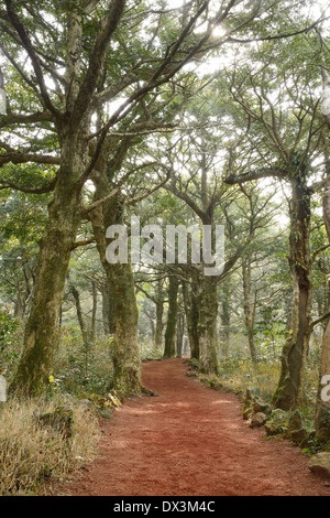 Noce moscata Forest park di Jeju Island, chiamato Bijarim in coreano Foto Stock