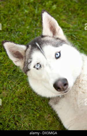 Cani Husky con gli occhi blu recante in erba, ritratto, direttamente sopra Foto Stock