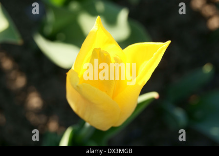 Tulipano giallo acceso in sun Foto Stock