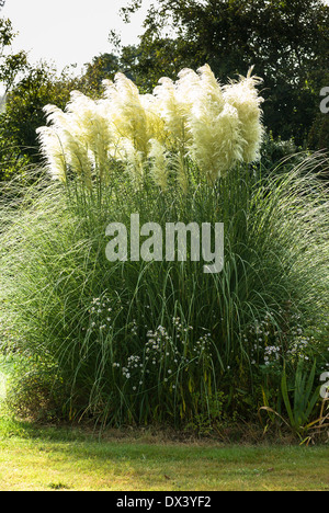 Pampas pennacchi di erba contrasto contro verdi alberi nel giardino inglese Foto Stock