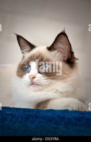 Giovani gatto Ragdoll alert in ambienti interni Foto Stock