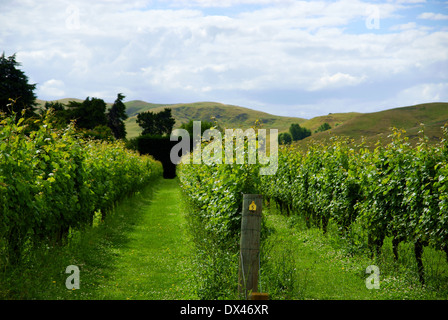 Vigneto di Hawkes Bay Nuova Zelanda Foto Stock