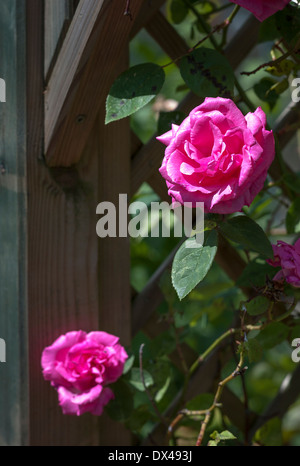Zephirine Drouhin rose senza spine di arrampicarsi su un arco in legno Foto Stock
