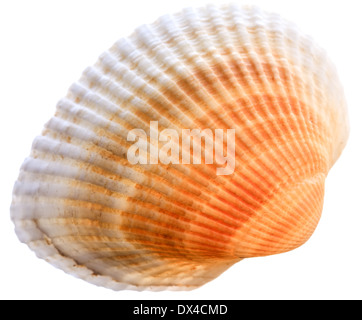 Mare cockleshell isolati su sfondo bianco. Guscio di colore marrone Foto Stock