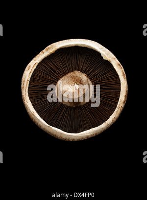 Round testa a fungo con marrone branchie Foto Stock
