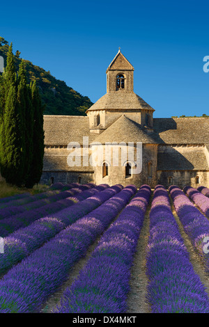 La romanica del XII secolo Abbazia Cistercense di Notre Dame di Senanque, in fioritura di campi di lavanda della Provenza Foto Stock