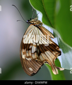 A coda di rondine africana o beffardo coda forcuta (Papilio dardano) Foto Stock