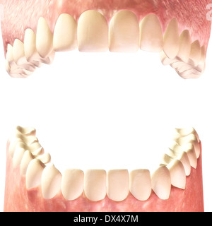 Illustrazione Digitale dei denti umani Foto Stock