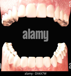 Illustrazione Digitale dei denti umani Foto Stock