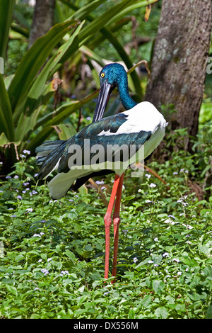 Femmina nera a collo Cicogna nel Queensland del Nord Foto Stock