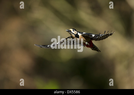 Un flying Picchio rosso maggiore con un olio di semi di girasole nel becco Foto Stock