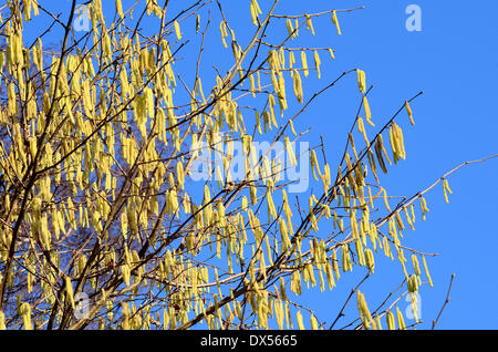 Fioritura nocciolo (Corylus avellana) Foto Stock