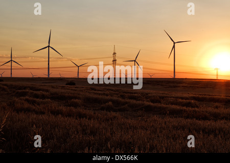 Zehdenick, Germania, centrali eoliche al tramonto Foto Stock