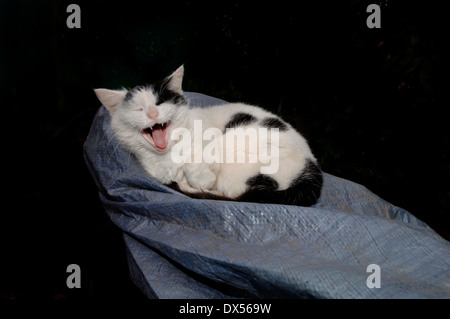 Un Black & White Cat sbadigli. Foto Stock