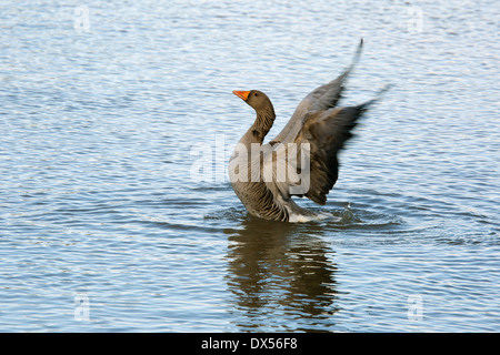 Graylag Goose Anser anser adulto su l'acqua sbattere le ali Foto Stock