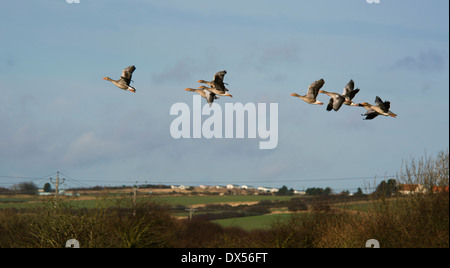 Graylag Goose Anser anser adulto gregge in volo Foto Stock