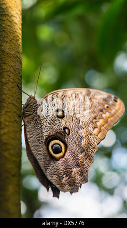 Foresta di Gufo gigante (Caligo eurilochus), Butterfly House, giardino botanico, Monaco di Baviera, Baviera, Baviera, Germania Foto Stock