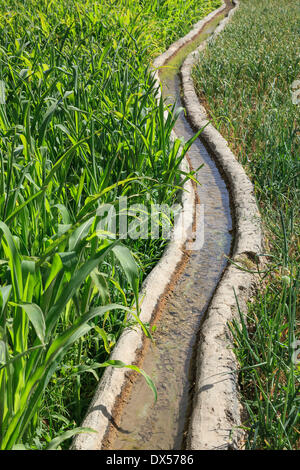 L'acqua chiara che scorre in un tradizionale canale di irrigazione attraverso un campo verde, ad Dakhiliyah Governatorato, Oman Foto Stock