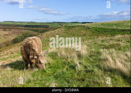 Highland scozzesi il bestiame pascola sui pascoli aperti che è parte del North York Moors National parkland vicino al villaggio di Goa Foto Stock