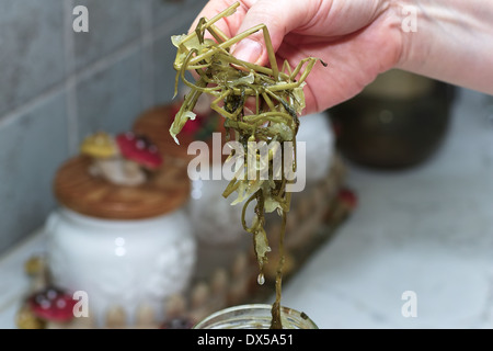 Zuppa di cetriolo. Nella cucina polacca tradizionale cucina polacca, preparazione gustosa zuppa di cetriolo. Foto Stock