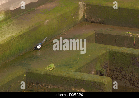 Gazza sulla parete del fiume sotto il ponte ad arco a Glasgow, Scozia Foto Stock