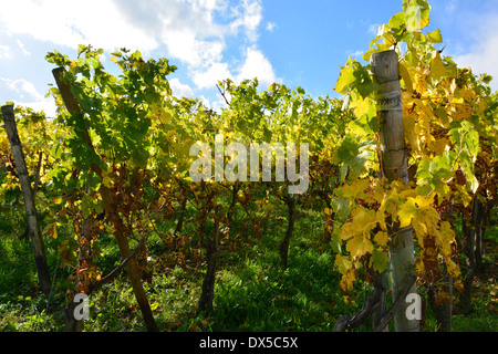 Foglie di autunno in vigna paesaggio raccolto blue sky Mosella Germania Herbstlaub im Weinberg bei blauem Himmel und Sonnenschein Foto Stock