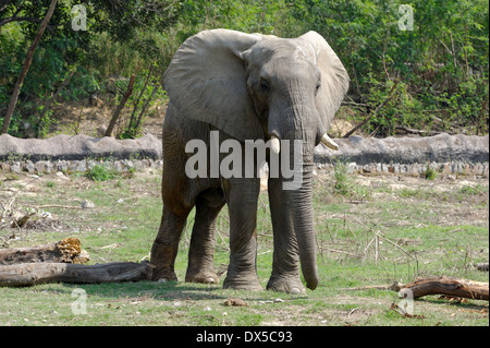 Gli elefanti africani sono elefanti del genere Loxodonta, costituito da due specie esistenti. Foto Stock