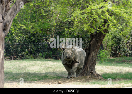 Il rinoceronte indiano (Rhinoceros unicornis) Foto Stock