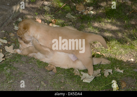 Una coppia di cinque settimane vecchio golden retriever cuccioli giocare un gioco di wrestling in una calda giornata estiva nel loro allevatore il giardino sul retro Foto Stock