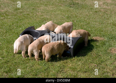 Un sestetto di cinque settimane vecchio golden retriever cuccioli hanno il tè per la prima volta da bocce in una ciotola titolare (WeenaFeeda) Foto Stock