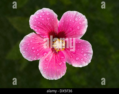 Rossi e grandi fiori di ibisco Foto Stock