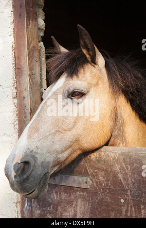 Cavallo marrone affacciato sulla porta della stalla Foto Stock