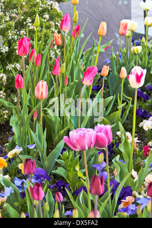 La vibrante tulipani in primavera Foto Stock