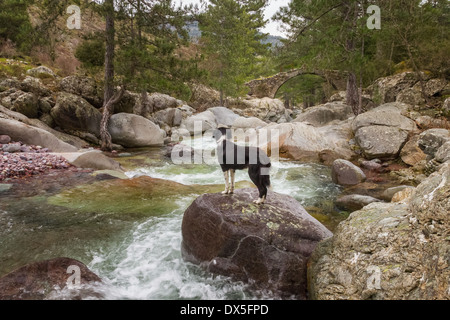 Border Collie cane in piedi su un masso sopra la montagna chiaro fiume Tartagine guardando ponte genovese in Corsica Foto Stock