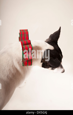 Bianco e nero cane con Natale collare di prua su sfondo bianco, direttamente al di sopra di Foto Stock