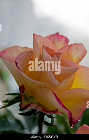 Rosa e Arancio fino in prossimità di una rosa Foto Stock