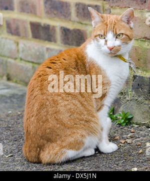 Lo zenzero e white tabby cat seduto a terra all'esterno. Foto Stock