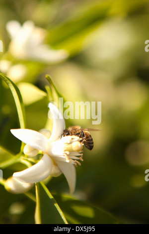 Bumble Bee impollinatori white orange blossom fiore, close up, soleggiato Foto Stock
